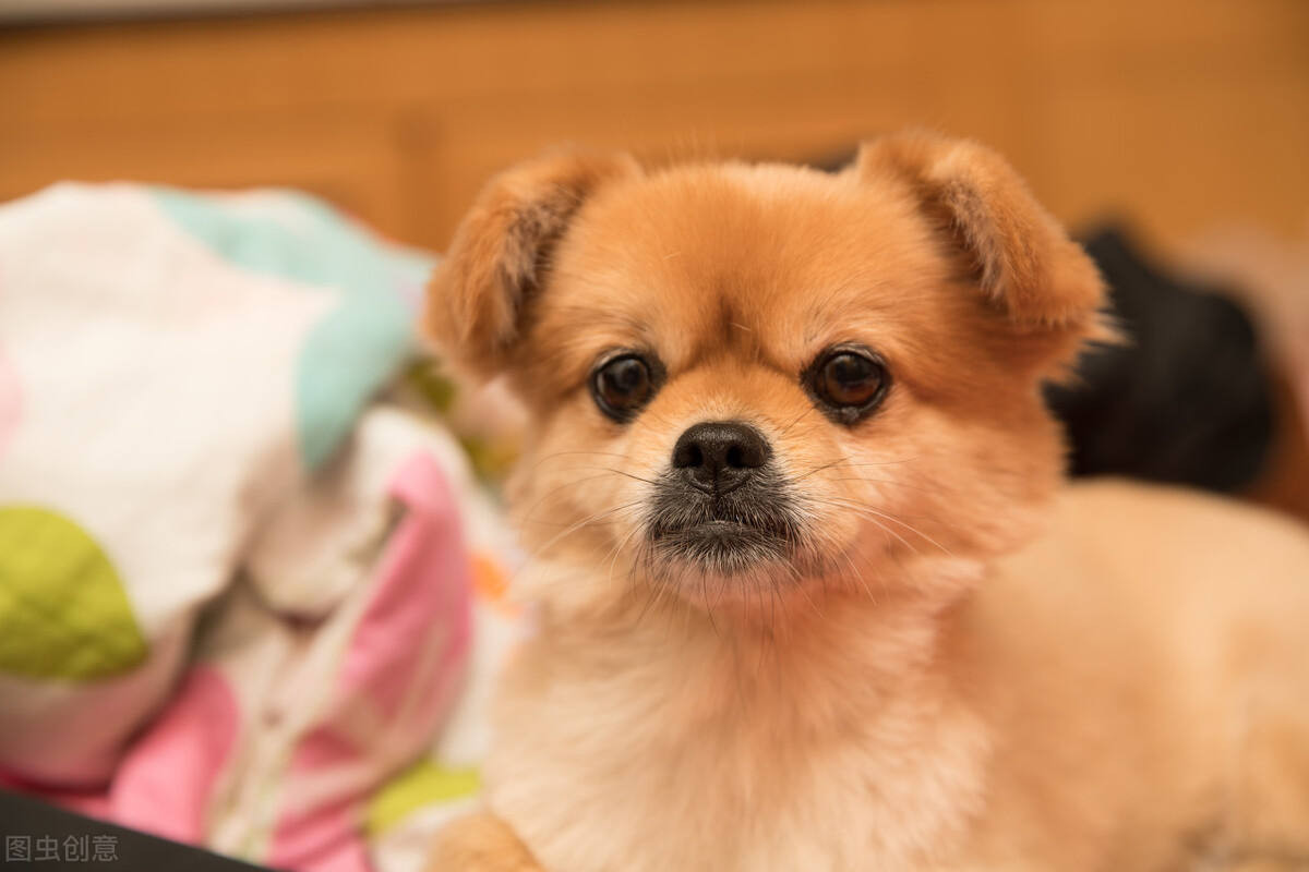 怎么喂狗狗吃药,怎么喂狗狗吃药防止被咬