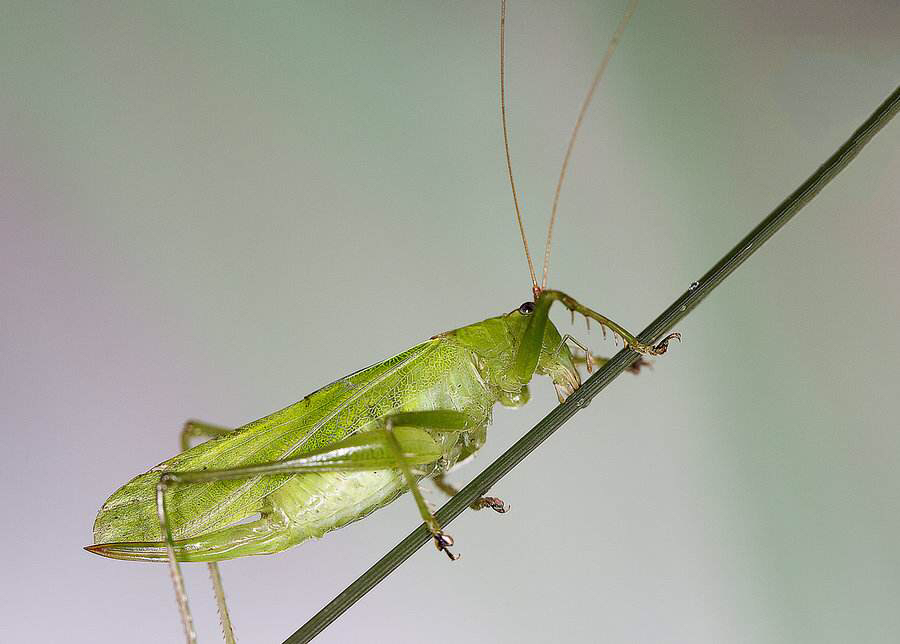 中药材叫姑姑(纺织娘)