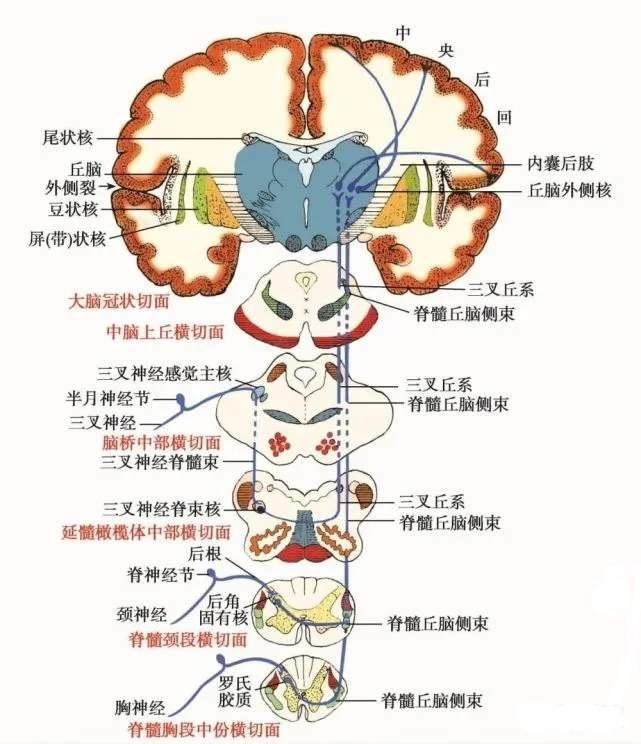 宣医科普|明明截肢了，为什么还感觉疼？