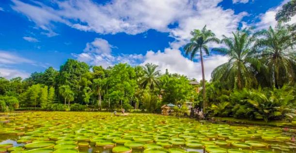 西双版纳泼水节野象谷,西双版纳旅游野象谷全攻略