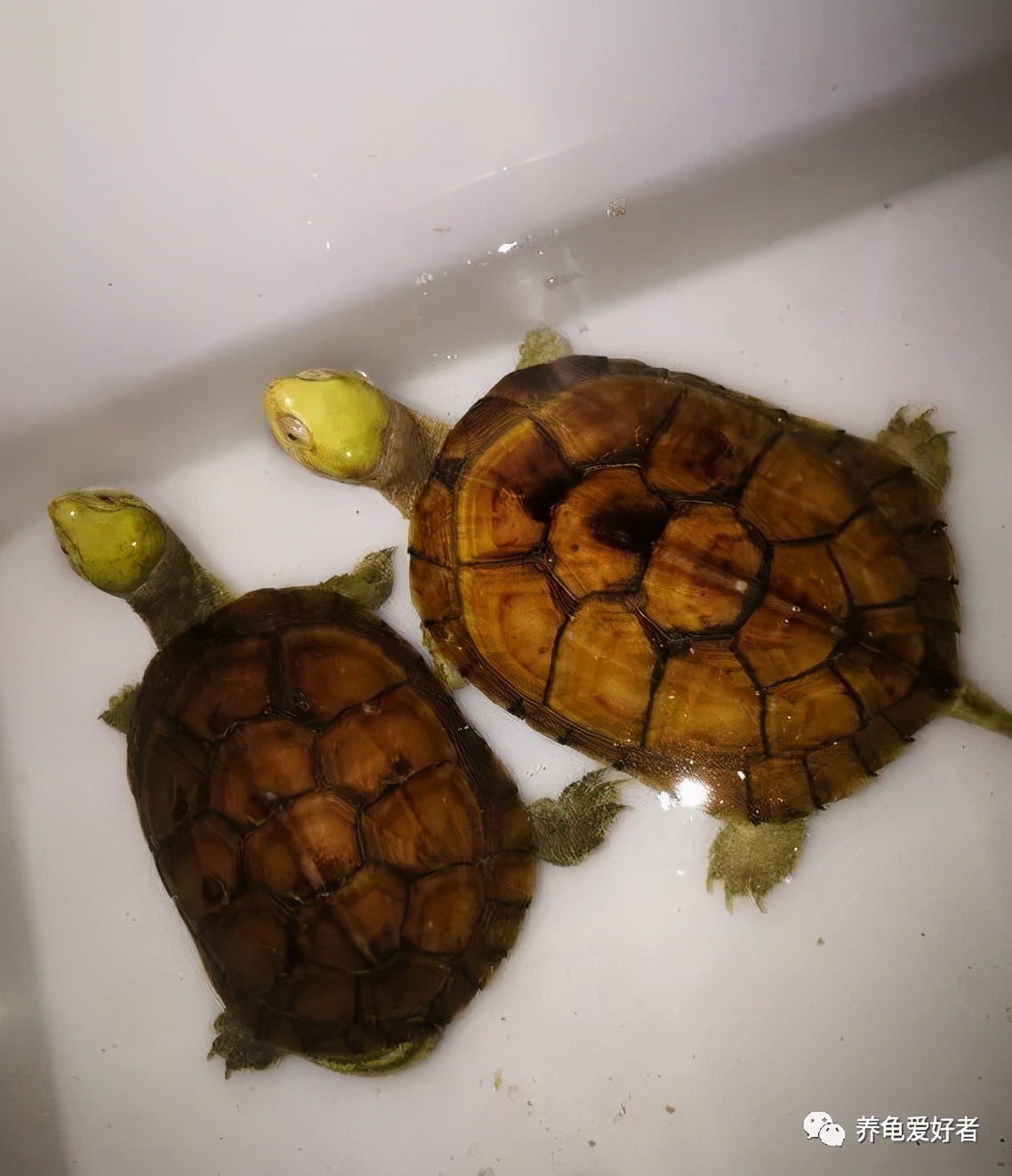 龟龟肺炎,龟龟肺炎怎么治