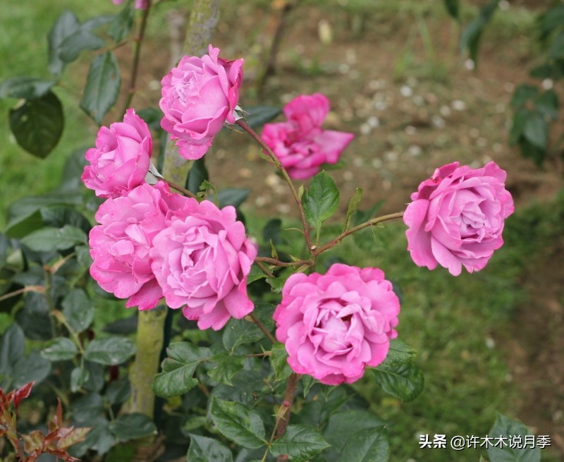 月季常见叶子问题,月季都有什么病怎么治