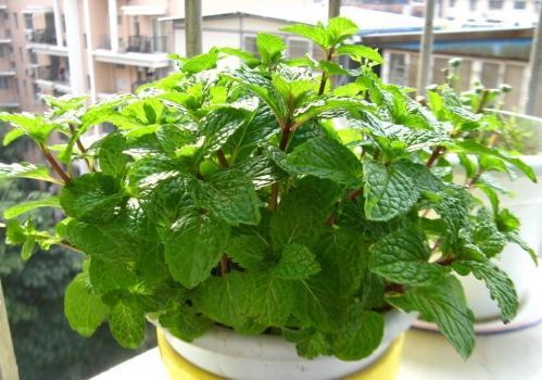 秋天蚊子多如何驱赶和消灭,薄荷小苗怎么养