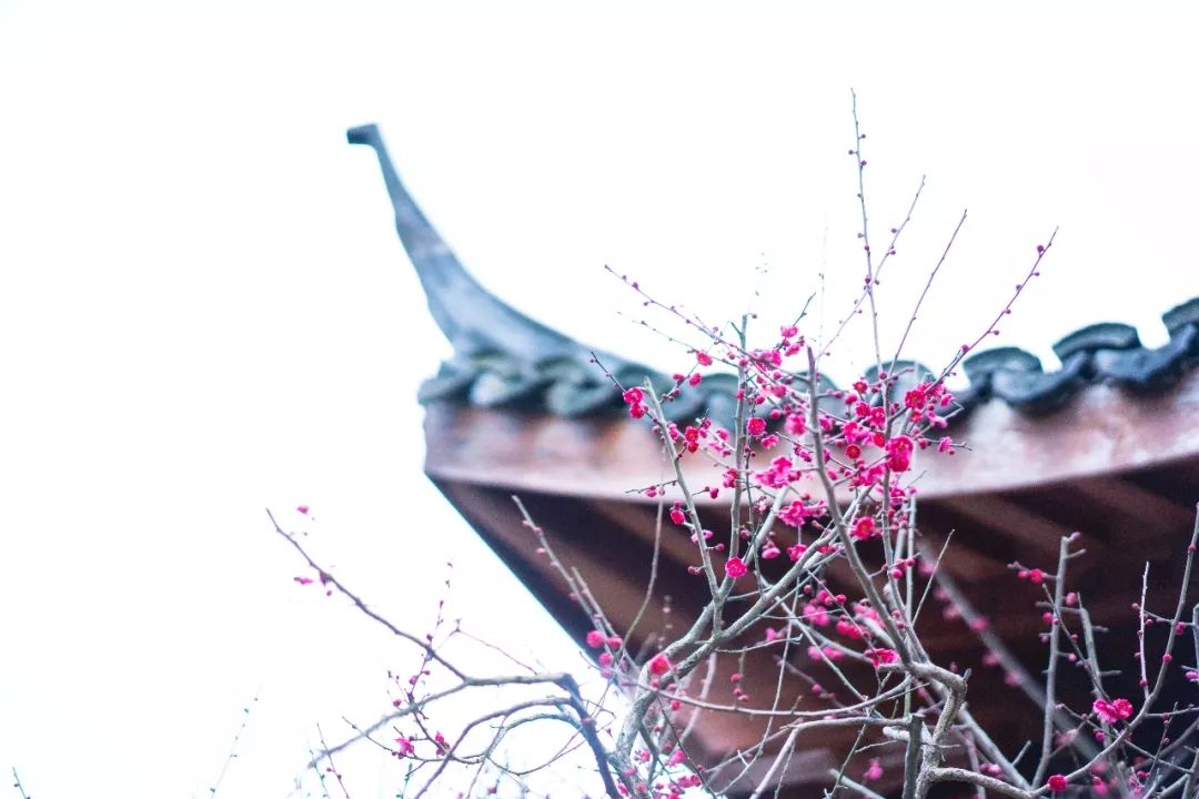杭州孤山梅园图片,杭州赏梅园