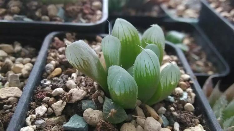 玉露不烂根不徒长,多肉玉露徒长怎么处理