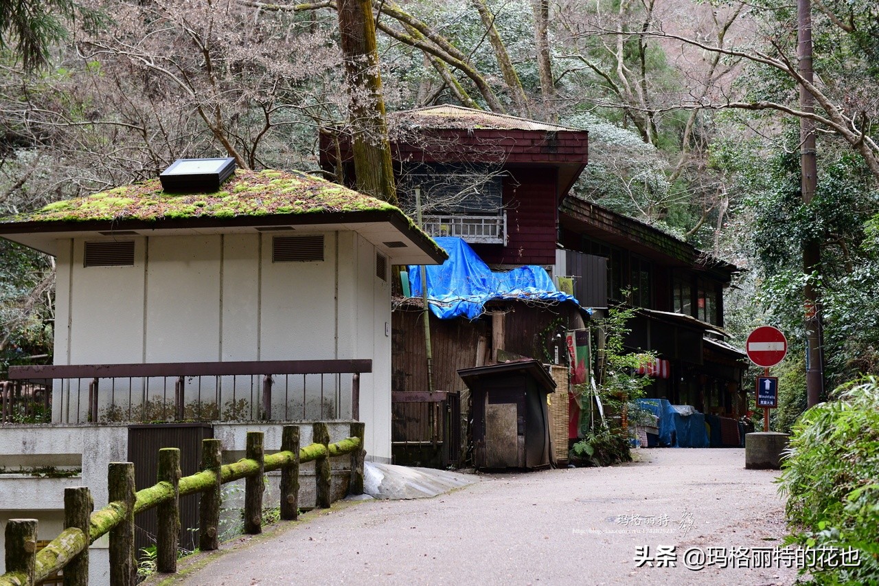 萁田森林公园和大阪的省钱之旅|行摄日本