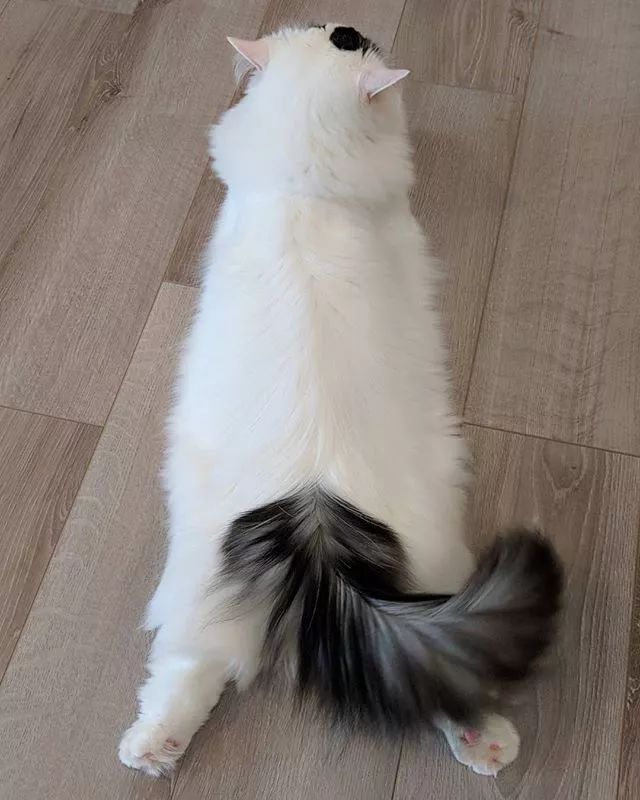 贵族阿比西尼亚猫,神秘的波斯猫