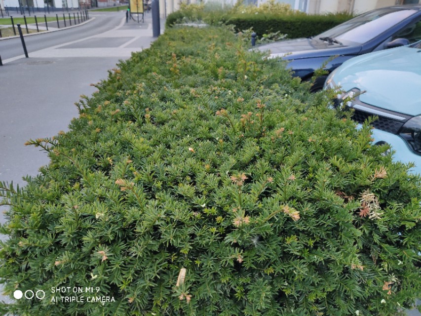 欧洲红豆杉历史,现在的红豆杉树什么样子