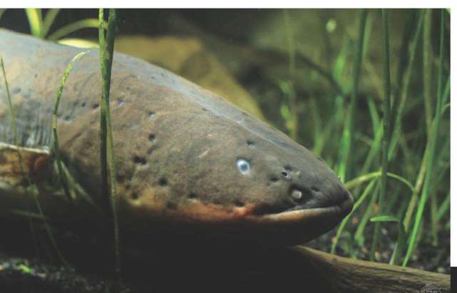 亚马逊最大电鳗的杀伤力,亚马逊新型电鳗