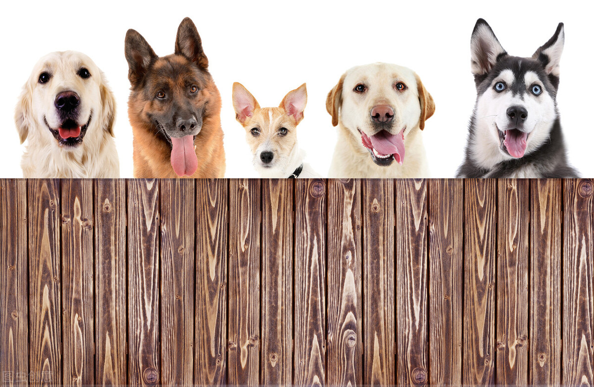 推荐十种价钱既便宜又好养活的狗,买什么狗最好而且是最便宜的狗