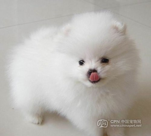 这几种高颜值狗狗你认识哪些,盘点最靠谱的狗狗看看你知道几种