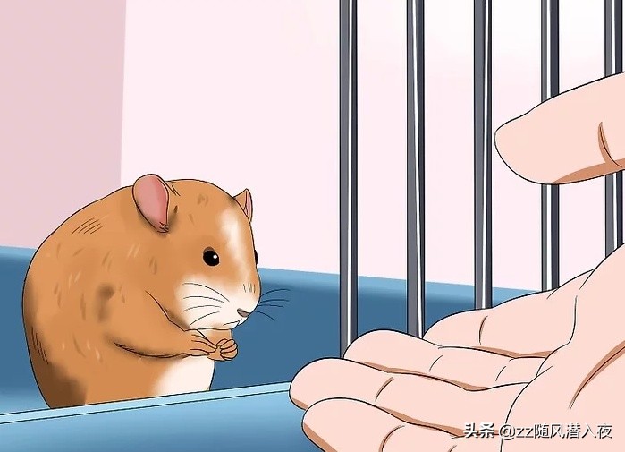 如何让仓鼠在短时间之内信任自己,如何让小仓鼠信任你