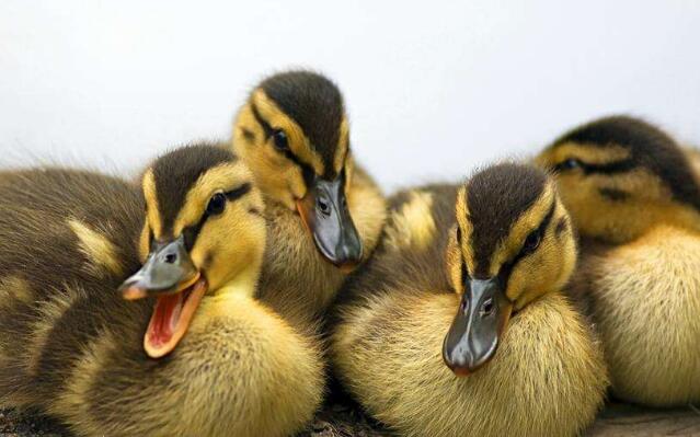 五天小鸡分辨公母,看颜色分辨小鸡是公是母