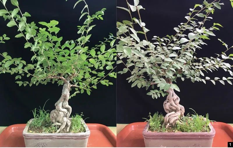 如何对盆景进行正确的修剪,盆景修剪造型入门视频