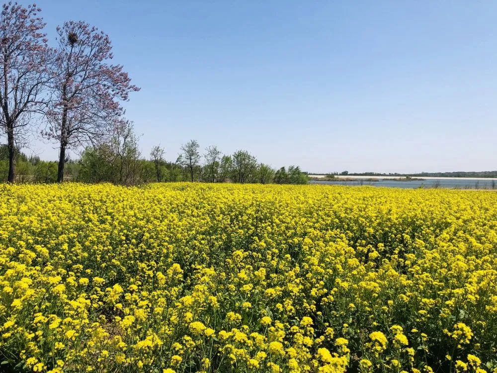 五一假期潍坊赏花踏青地推荐！这8个小众的绝美之地，一定要去走一走啊...
