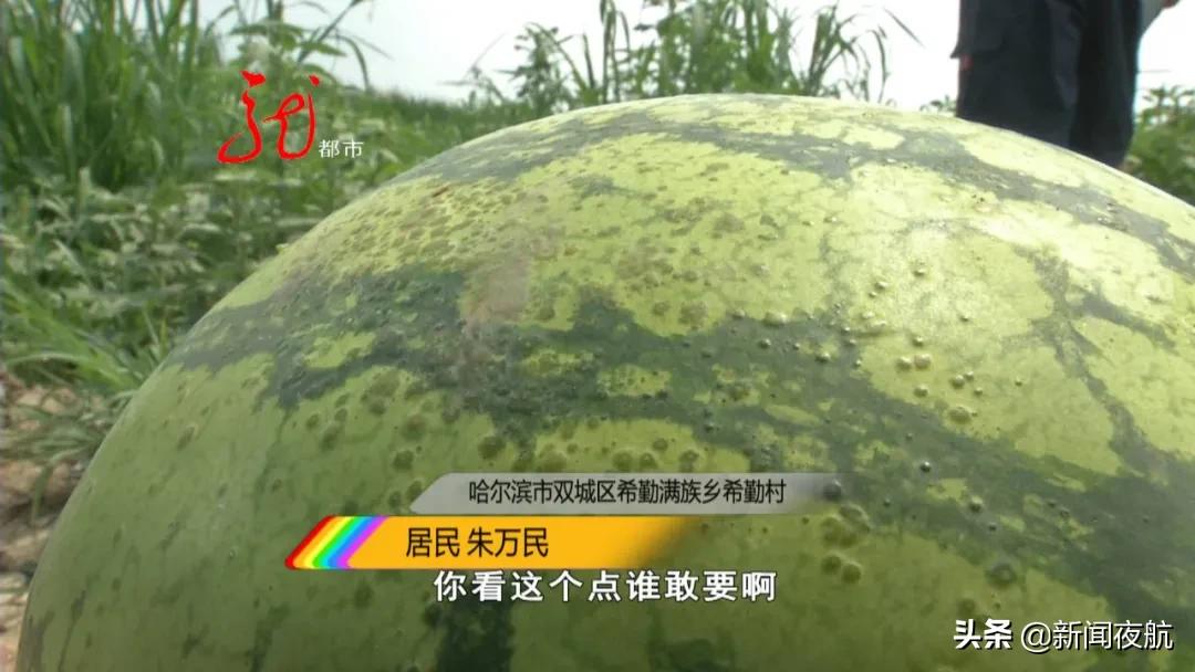 叶子就像抹粉化了妆,西瓜遭殃,玉米提前黄叶子,原来竟跟修路有关