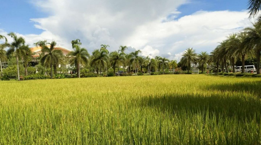 泰国清迈东方文华酒店,清迈夜市动物园附近酒店