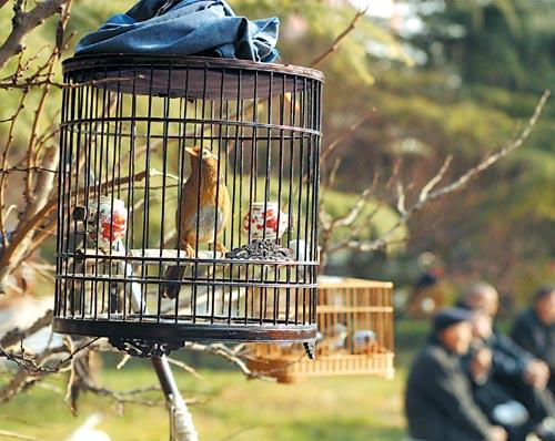 养鸟人10年后的感受,浅谈养鸟的生理与心理的护理