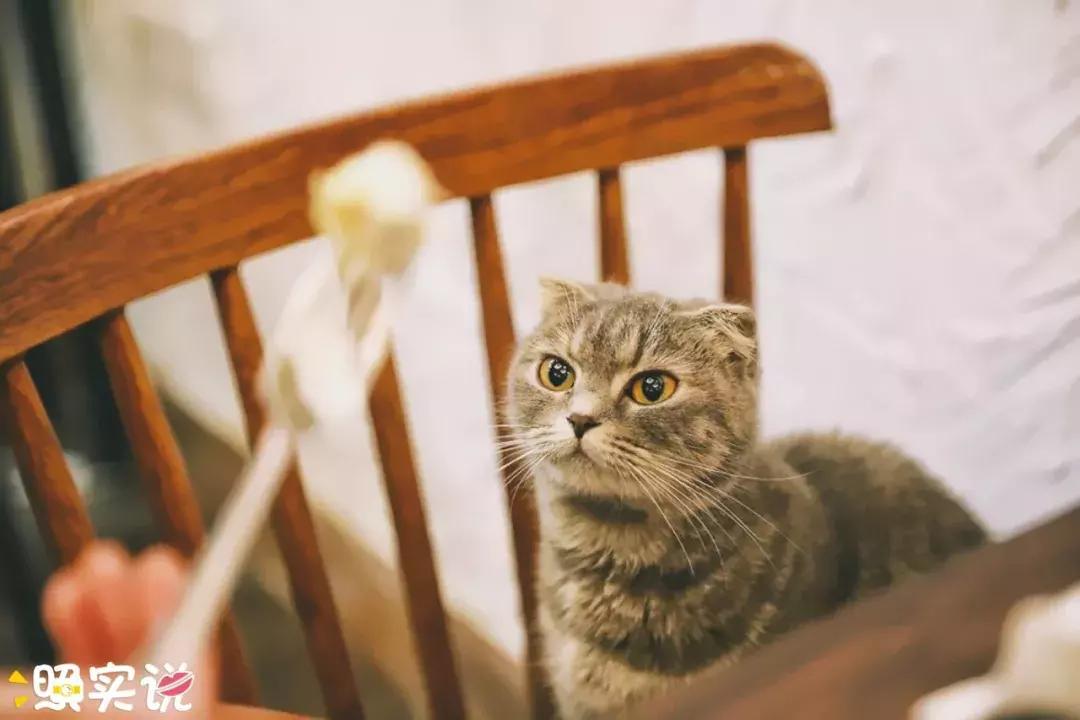 港真,港真产品怎么样