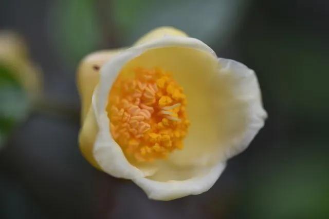 酵素营养师是怎么炼成的,植物蛋白发酵酵素