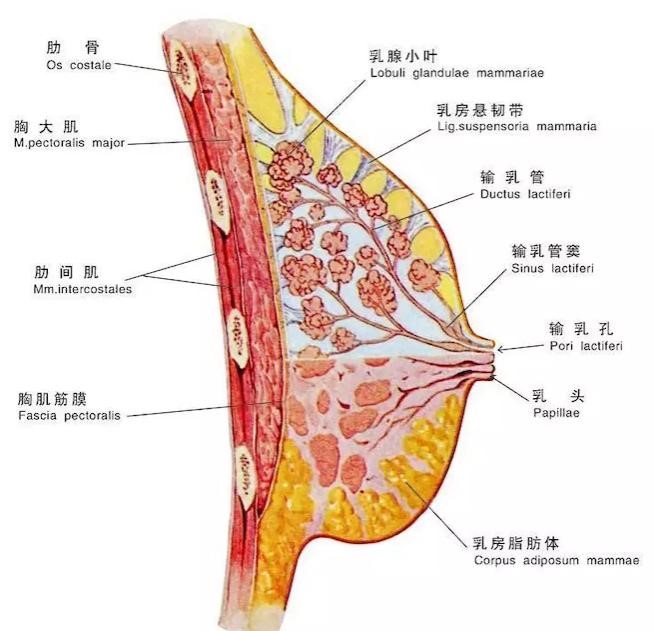 想知道自己有没有必要去隆胸,十大不建议做的隆胸