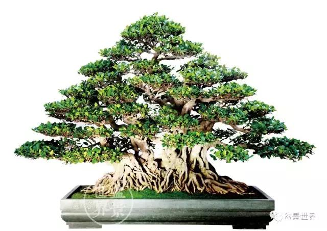 榕树罗汉松风水树,什么形状的榕树盆景好