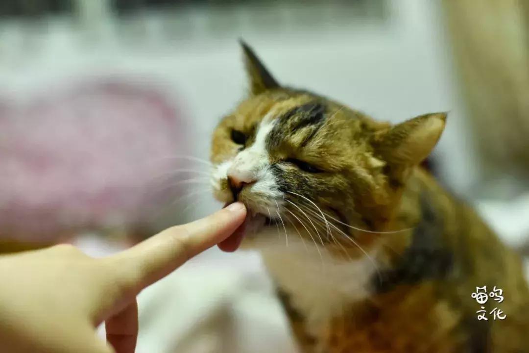 猫咪社会化行为如何训练,猫咪社会化训练多大开始