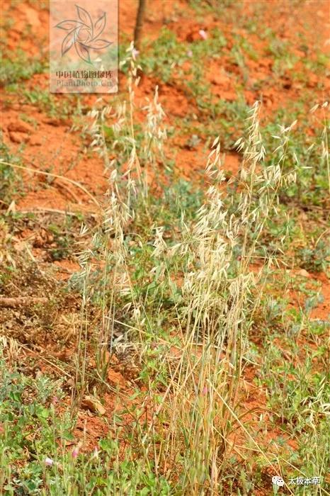 野燕麦煮水喝能止汗吗,野燕麦怎么止汗
