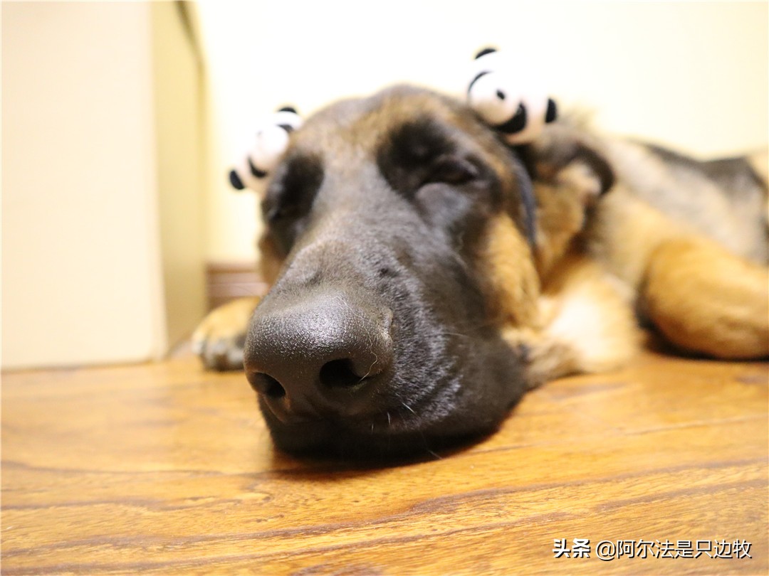 德牧讨人嫌,德牧为啥那么温顺