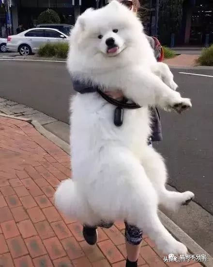 萨摩和金毛打架找主人抱抱,喜欢抱抱的狮子