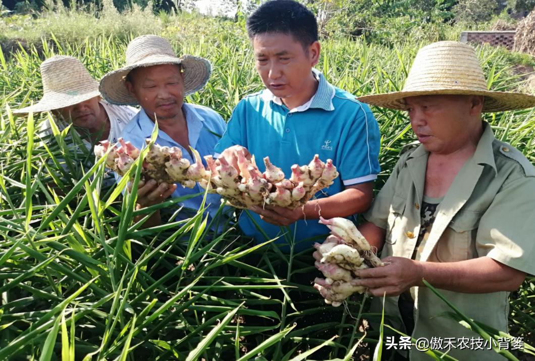 生姜的种植方法与田间管理,生姜种植方法生姜的后期管理