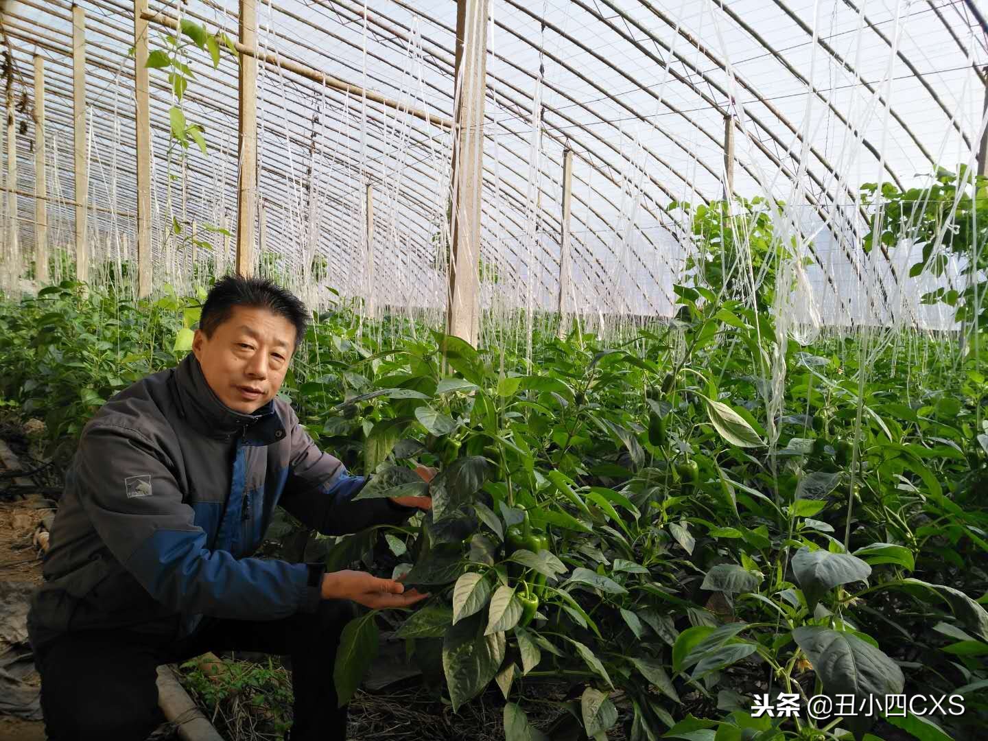 种植大棚一年能挣多少钱,种植大棚一个月能挣多少钱