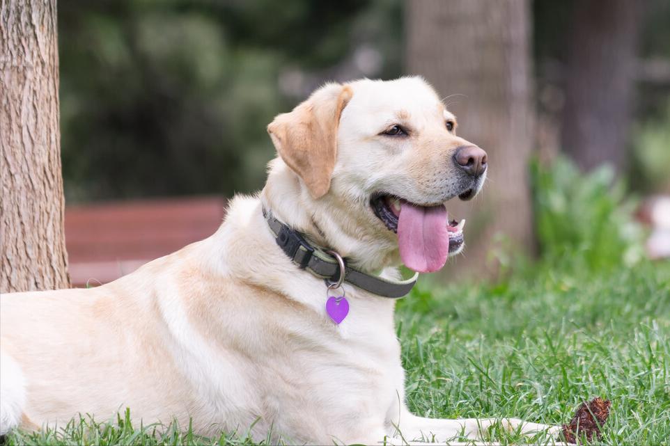 聪明又乖巧的狗狗有哪些,可爱活泼乖巧超听话搞笑的狗狗