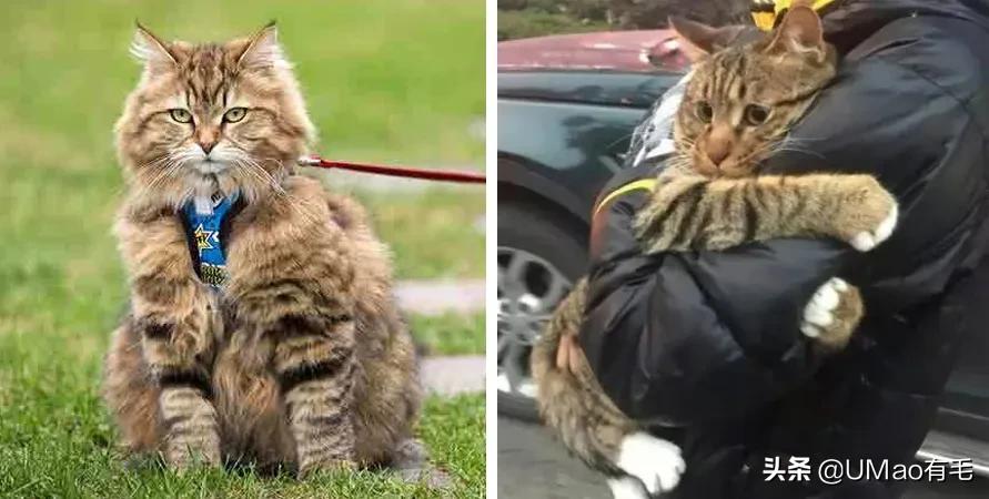 小猫咪很容易被吓一跳怎么办,小猫咪很容易被吓一跳