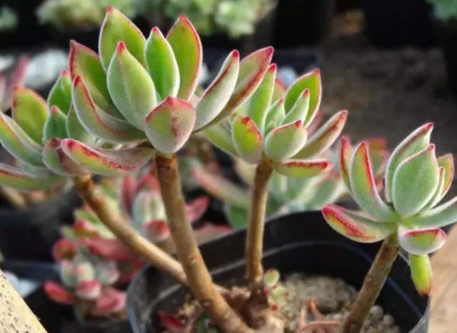 最值得买的多肉品种,包邮最漂亮多肉