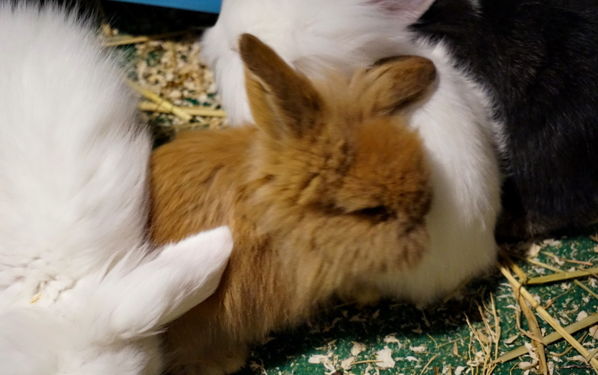 养兔怎样做大做强,养兔怎么培养感情