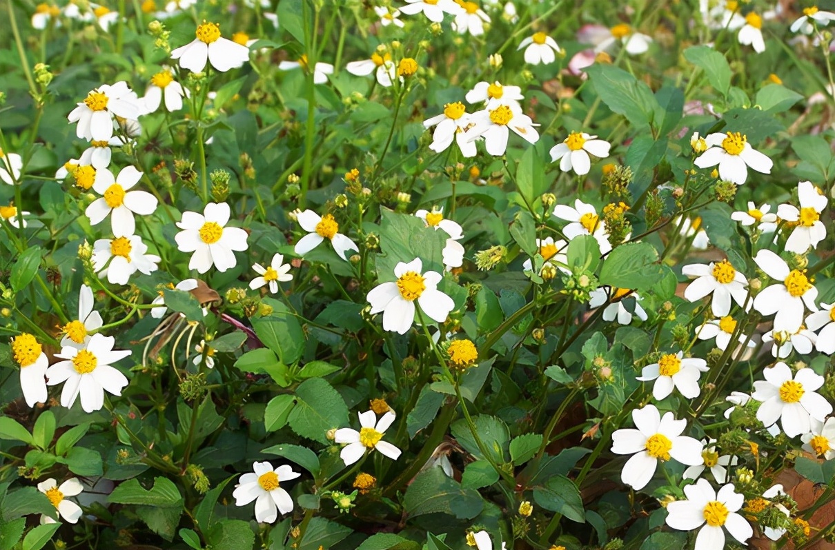 小时候经常见又叫不上名字的植物,一些常见的能吃的植物名称
