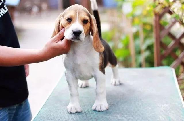 黑拉布拉多犬为什么不建议养,黑色拉布拉多成犬公犬