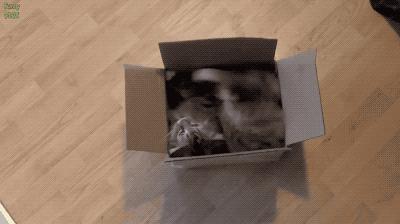 猫咪为什么吸了猫薄荷会那样,猫咪吸了猫薄荷后场面一度失控了