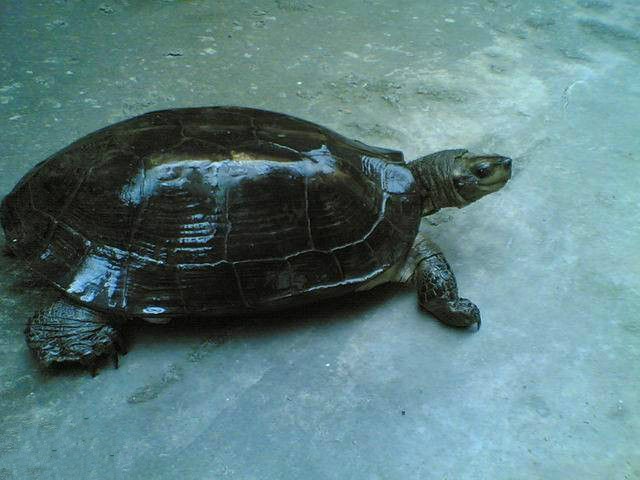 两栖龟陆龟海龟区别,陆地龟和陆龟是一个品种吗