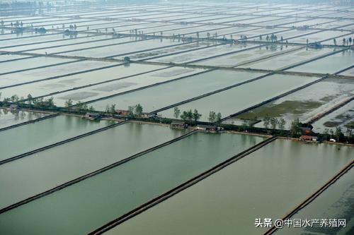 亩利润1万,年年赚钱的螃蟹怎样养?,一高淳|当涂|宣城产区《河蟹养殖优秀案例精选.2021》