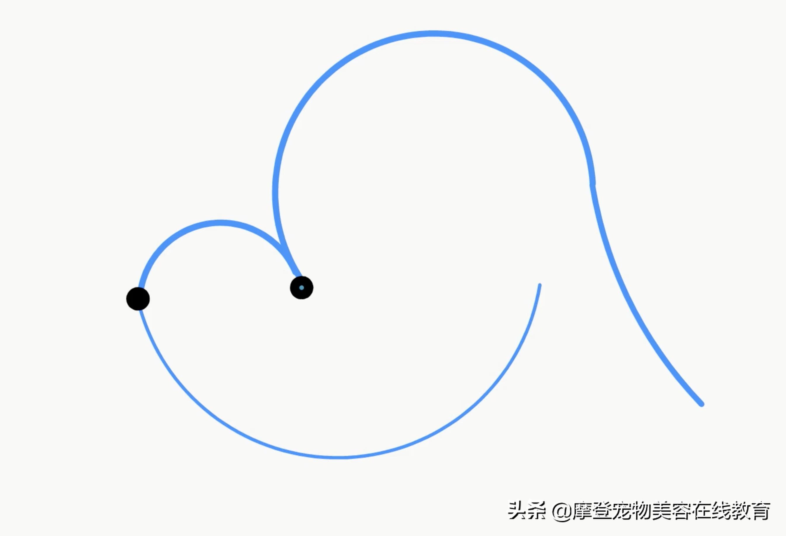 比熊美容教程-比熊犬剪毛视频教程