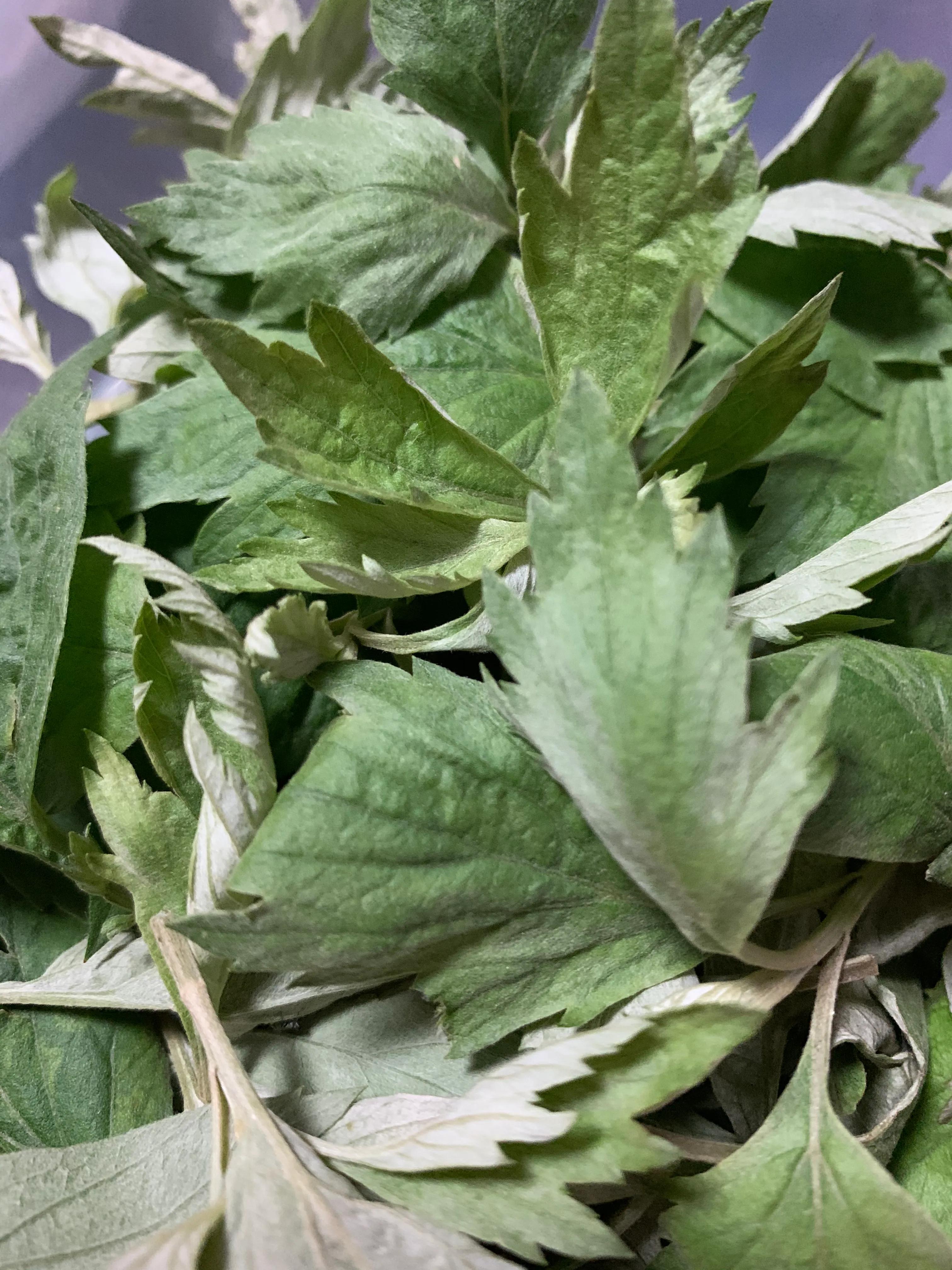 艾草薄荷膏的制作方法,幼儿园自制艾草薄荷膏的简单方法