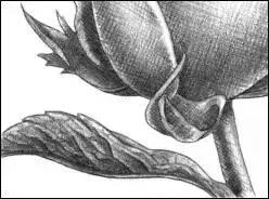 一幅素描玫瑰画如何加彩,玫瑰花束素描图片