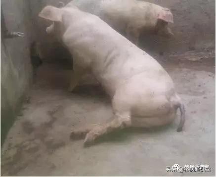 猪前脚跛该怎么治疗,猪跛脚用什么药治疗