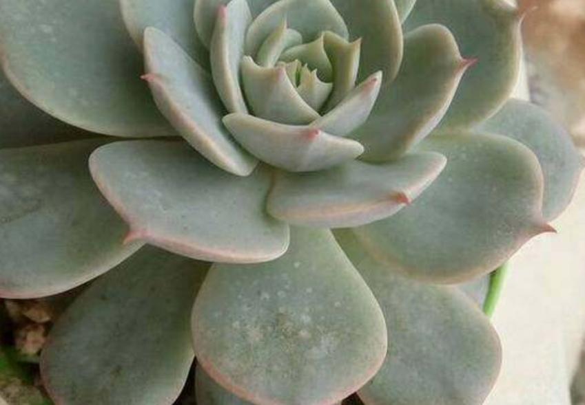 多肉白腐病怎么处理,多肉的白粉病怎么治疗