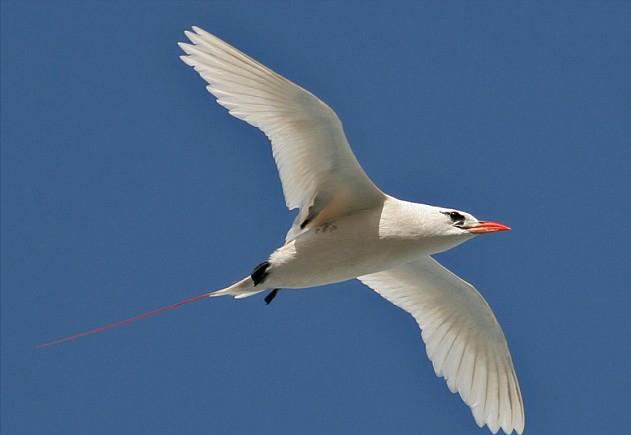东江揽胜,惠州淡水常见鸟类图谱