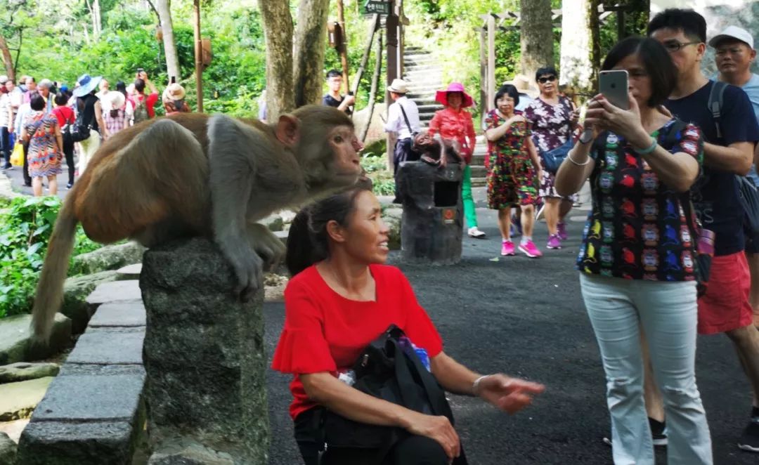 贺州姑婆山景区国家森林公园,贺州姑婆山森林公园路线