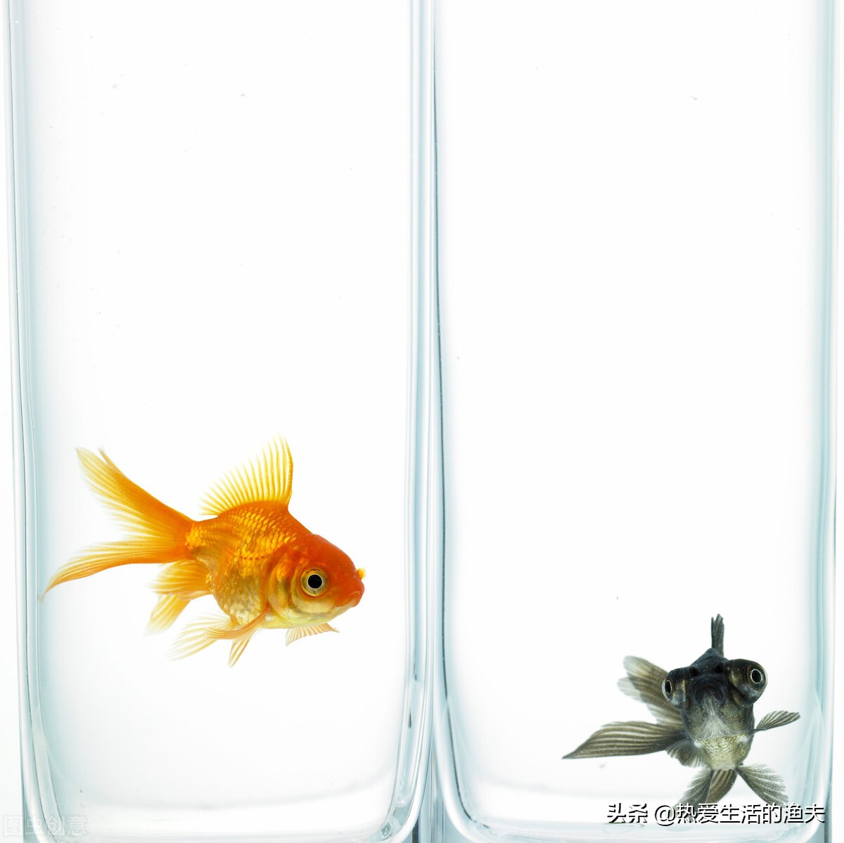 金鱼不怎么动了怎么治疗,金鱼突然不吃食了是什么原因