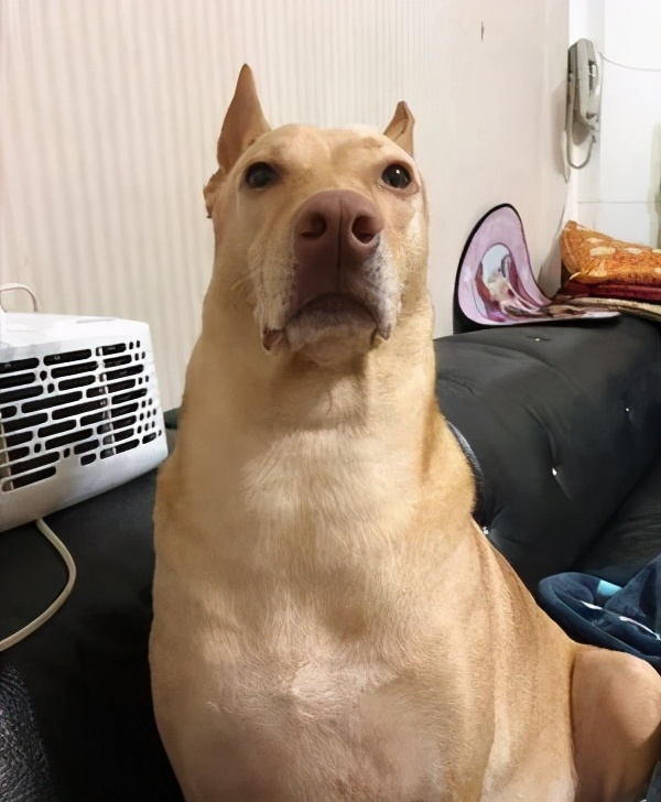 狗狗眼睛一下就睁不开了怎么回事,狗狗的眼睛突然睁不开